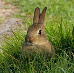 Rabbit next to mailbox cropped close and small