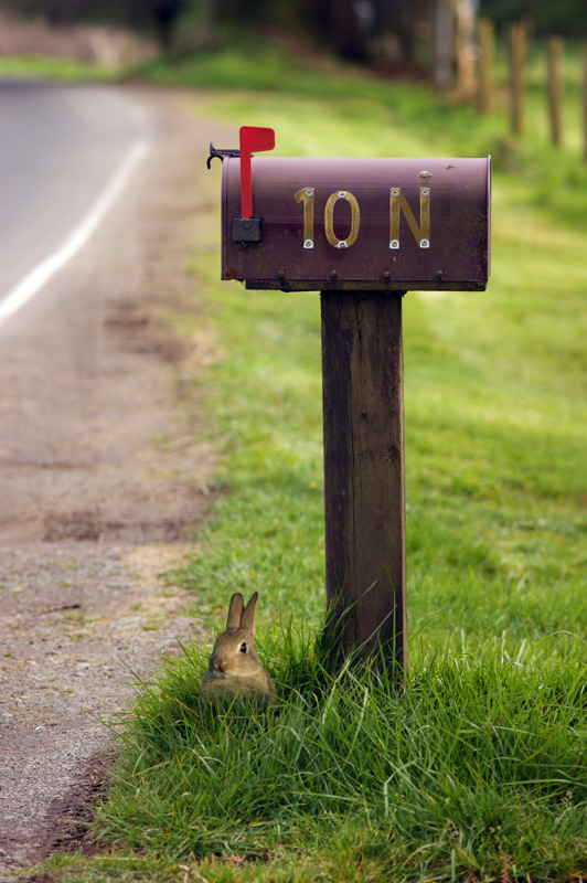 Rabbit next to mailbox with 10 N medium